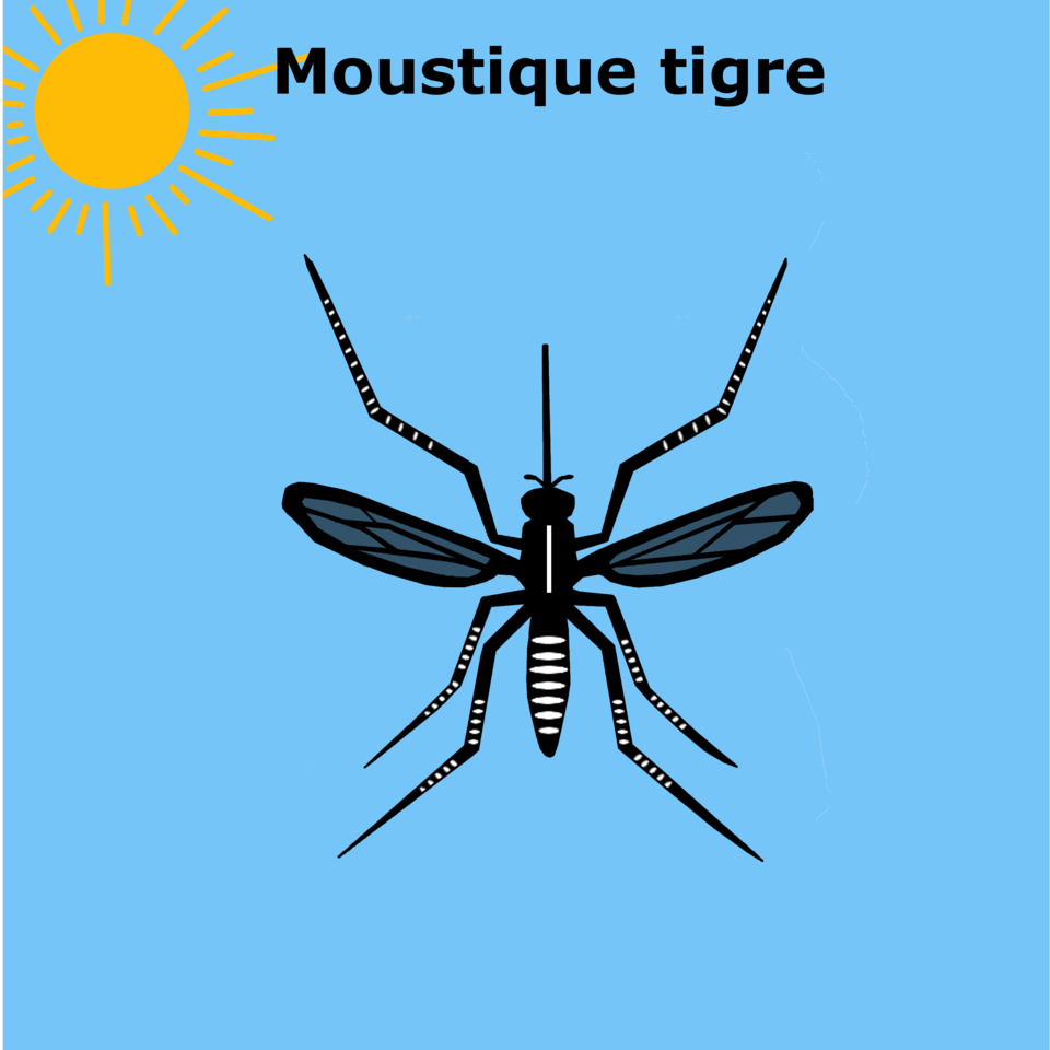 moustique-tigre-infographie