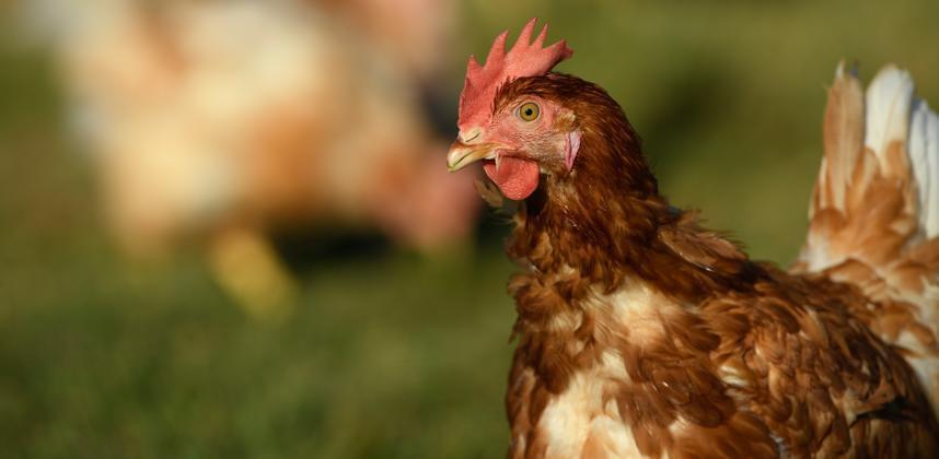 POULE
